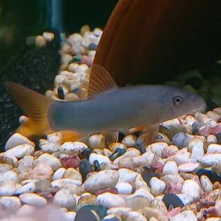 Red Tail Loach