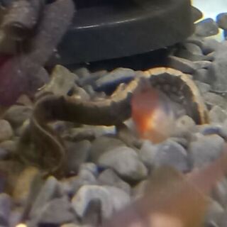 Tyre Track Eel