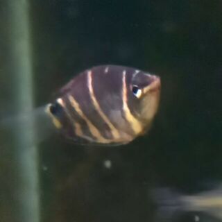 Chocolate Gourami