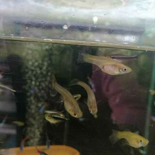 Female Guppy