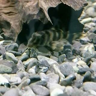 Big Banded Tiger Pleco