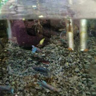 Betta Female