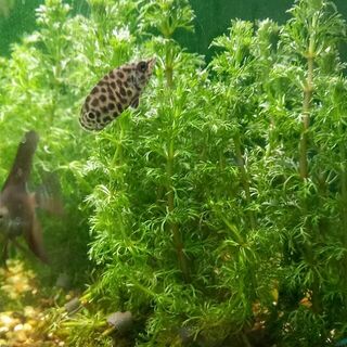Leopard bush fish