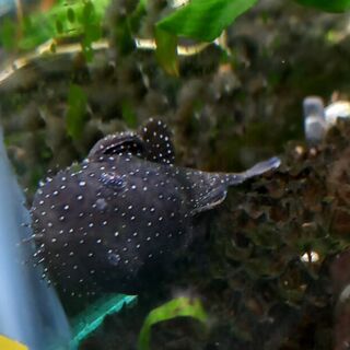 Starlight Bristlenose