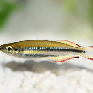 Madagascar Rainbows