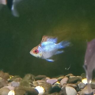 Electric Blue Balloon Ram