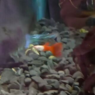 Albino Half Red Platinum Guppy Male