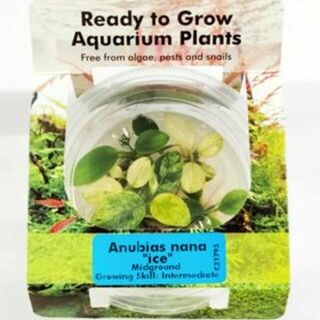 Tissue Culture - Anubias Nana 'Ice'