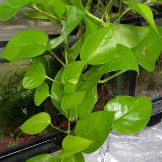 Neon Pothos Cutting