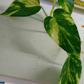 Golden Pothos Cutting