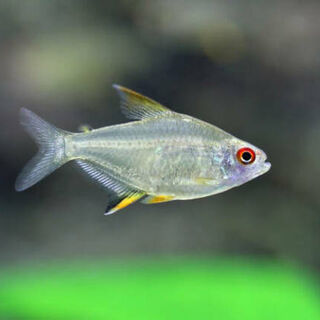 Lemon Tetra