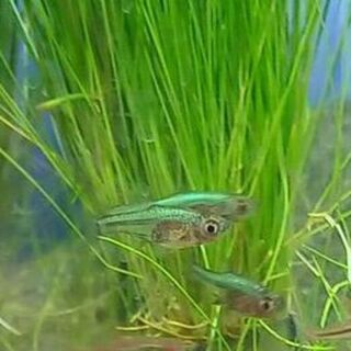 Axelrodi Rasbora