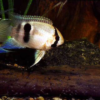 Key Hole Cichlid
