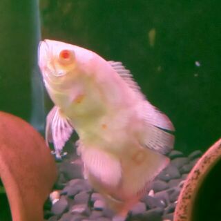 Gold Tiger Oscar