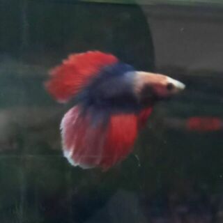 Betta 3