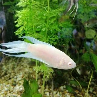 Albino Paradise Fish