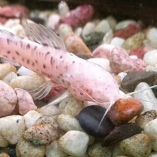 Albino Hoplo Catfish