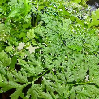 Indian Fern Floating Plant Large