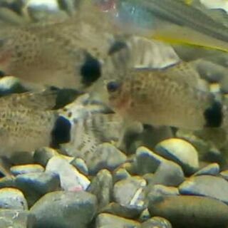 Tail Spot Cory