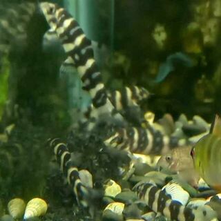 Polkadot Loach