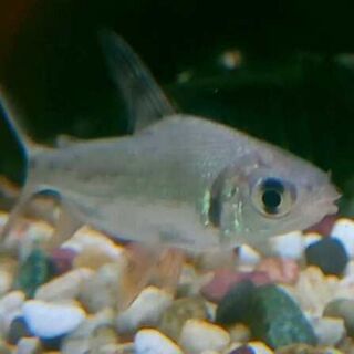 Flagtail Prochilodus