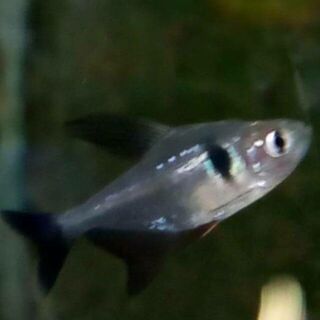 Black Phantom Tetra