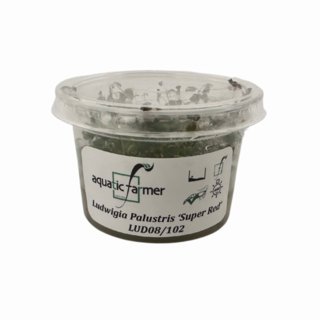 Tissue Culture - Ranunculus Glabrifolius ‘Inundatus’