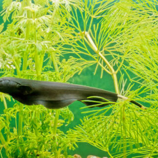 Black Ghost Knifefish