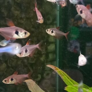 Red Phantom Tetra