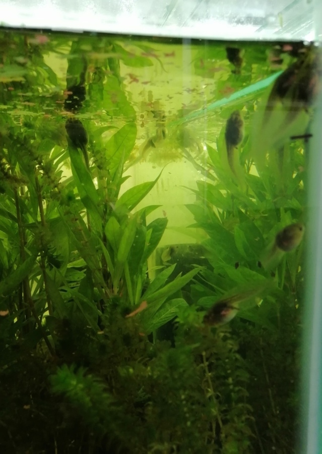 Green and Golden Bell Frog Tadpoles - Maximum Pet Supplies