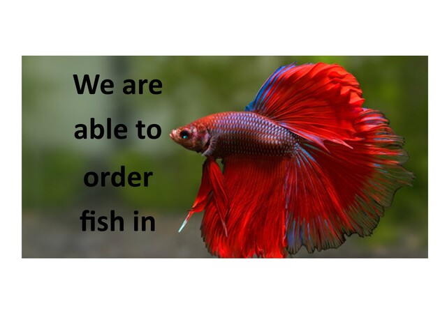 We Are Able To Order Fish In