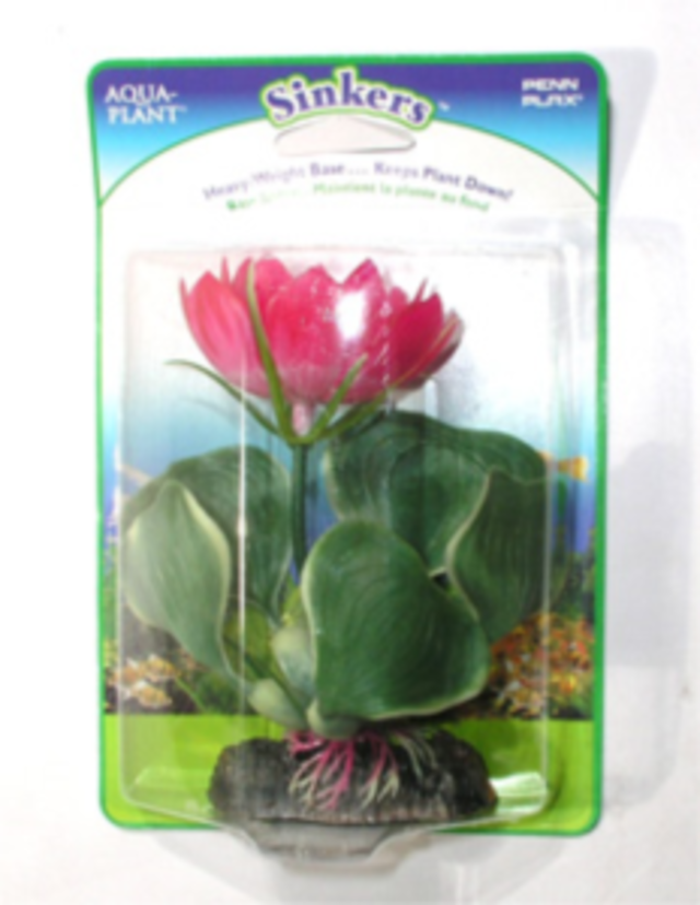 Plant White Water Hyacinth 12.7cm