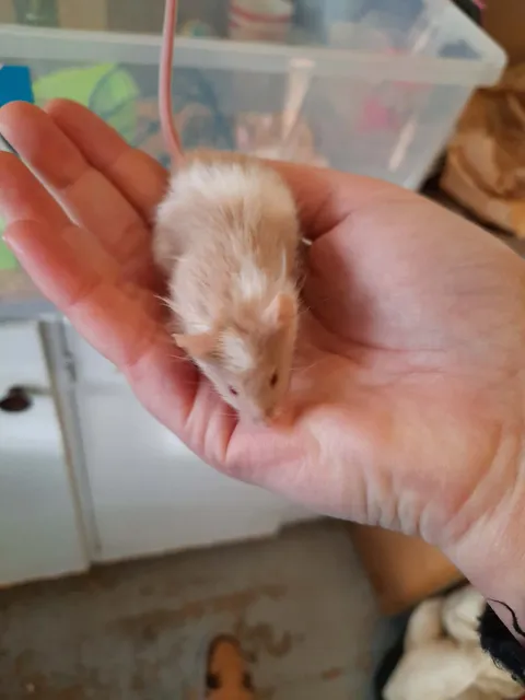 Mice - Boys
