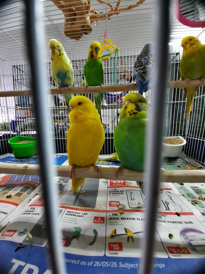 Budgies
