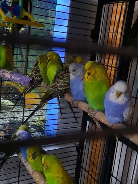 Budgies