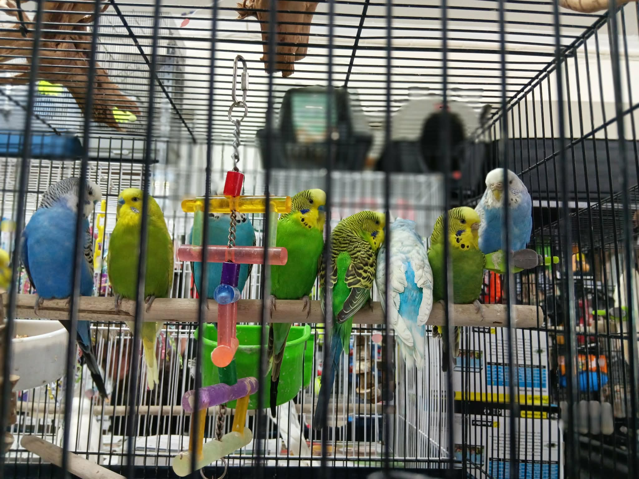 Budgies