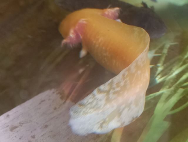 Axolotl - Gold Rescue 