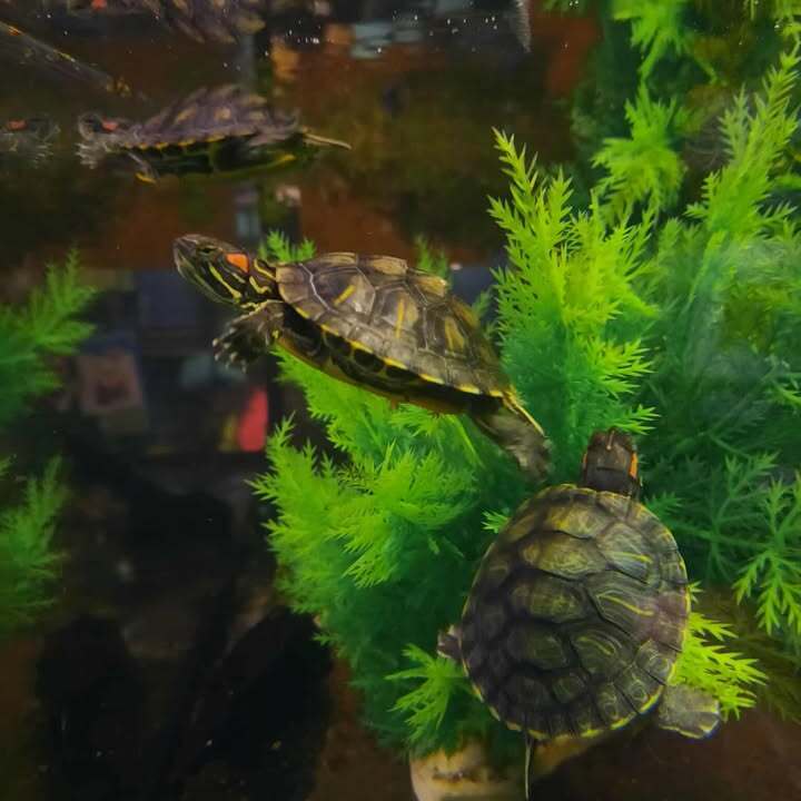 Red Ear Slider Turtles