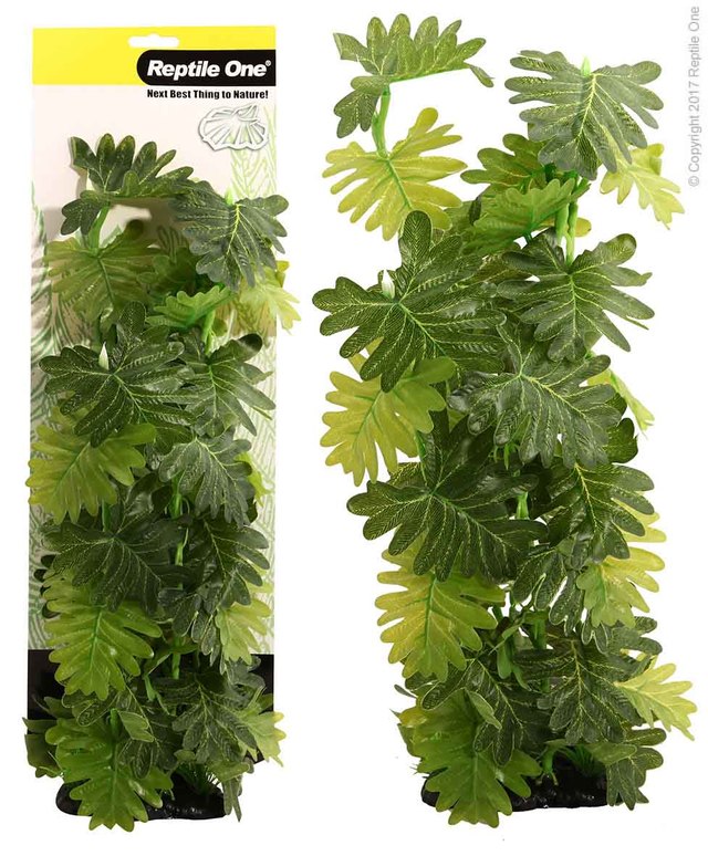 Reptile One Plant - Plant Reptile Philodendron Selloum 40cm