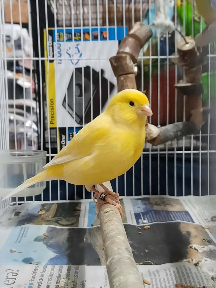 Canary