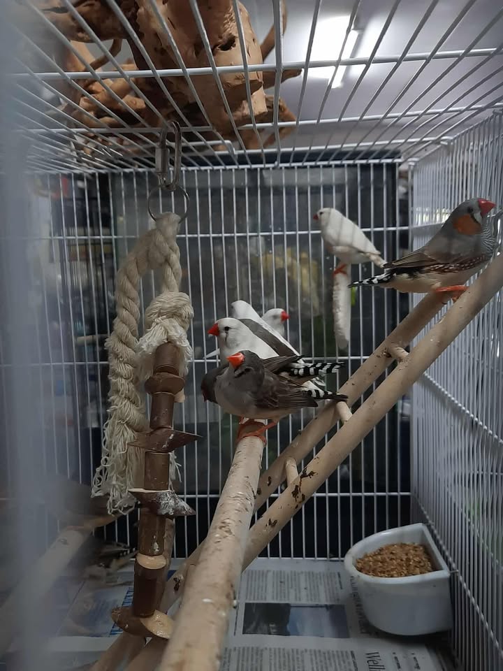Zebra Finch