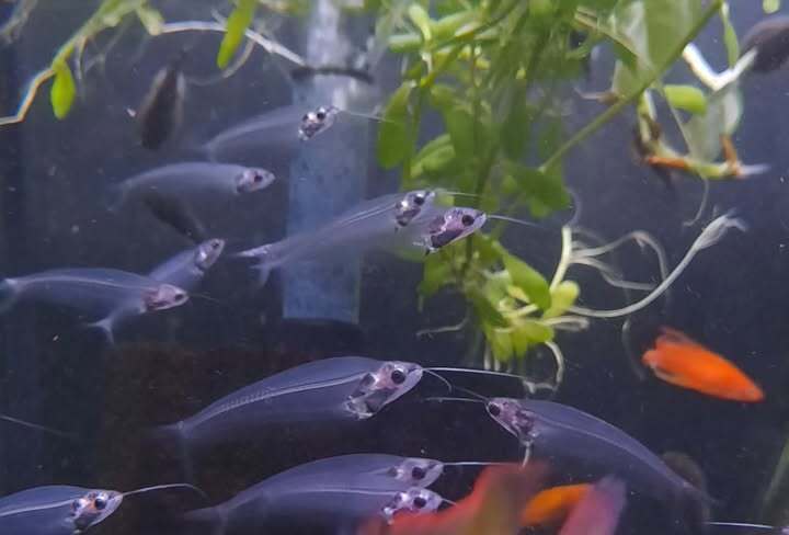 Glass CatFish