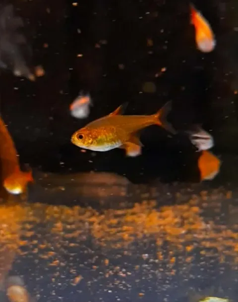 Ember Tetra