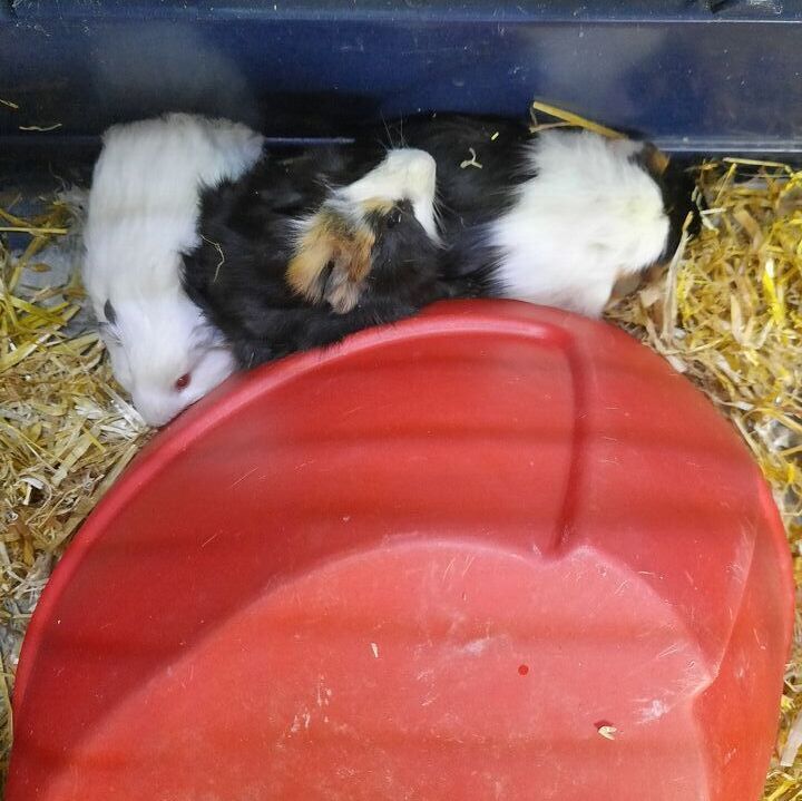 Guinea Pigs