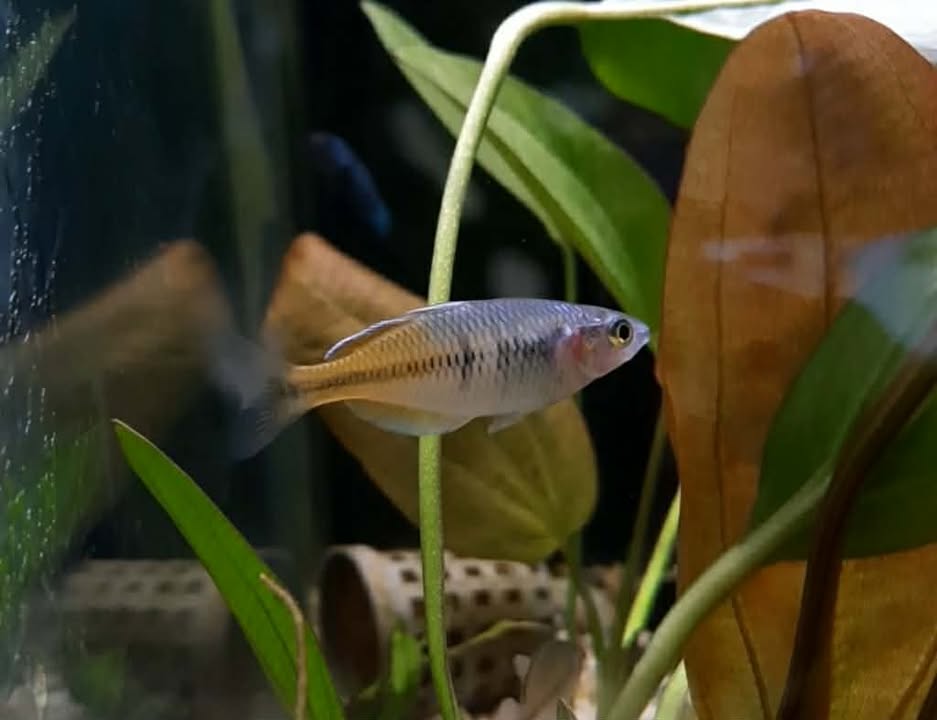 Boesemani Rainbow