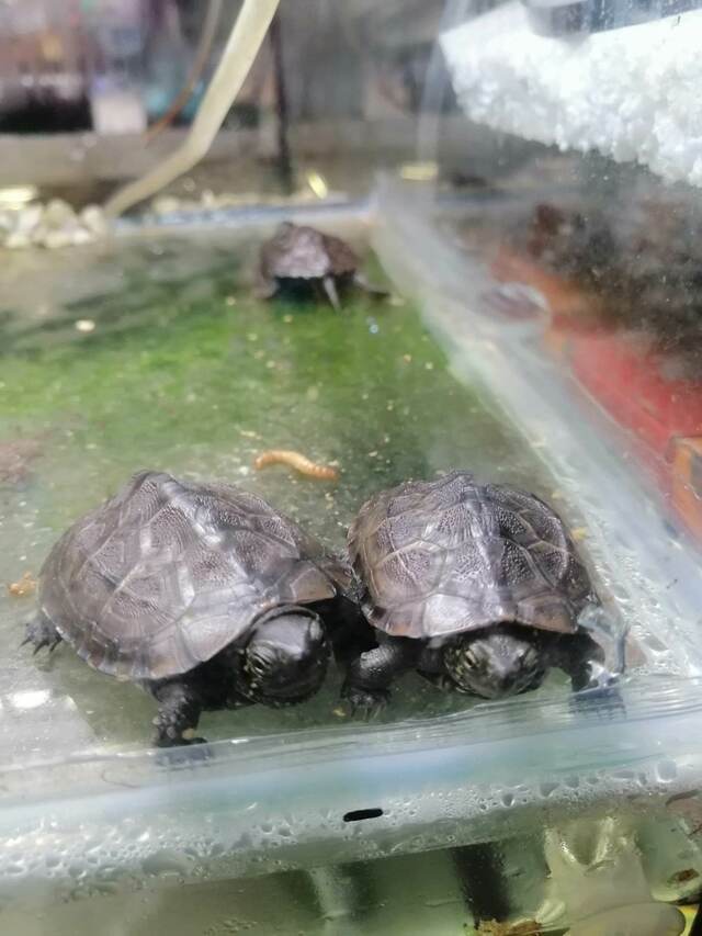 Reeves Turtle Maximum Pet Supplies