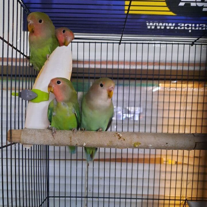 Love Birds
