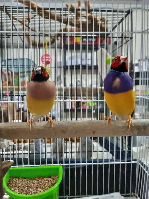 Gouldian Finch Pairs