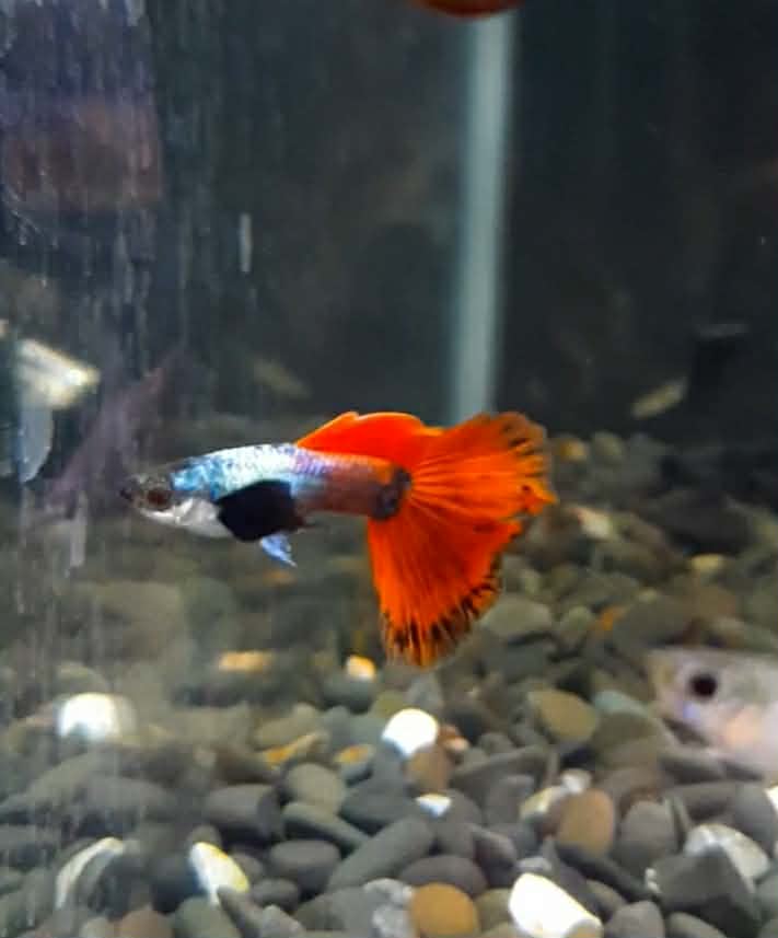 Elephant Guppy Ear Trio