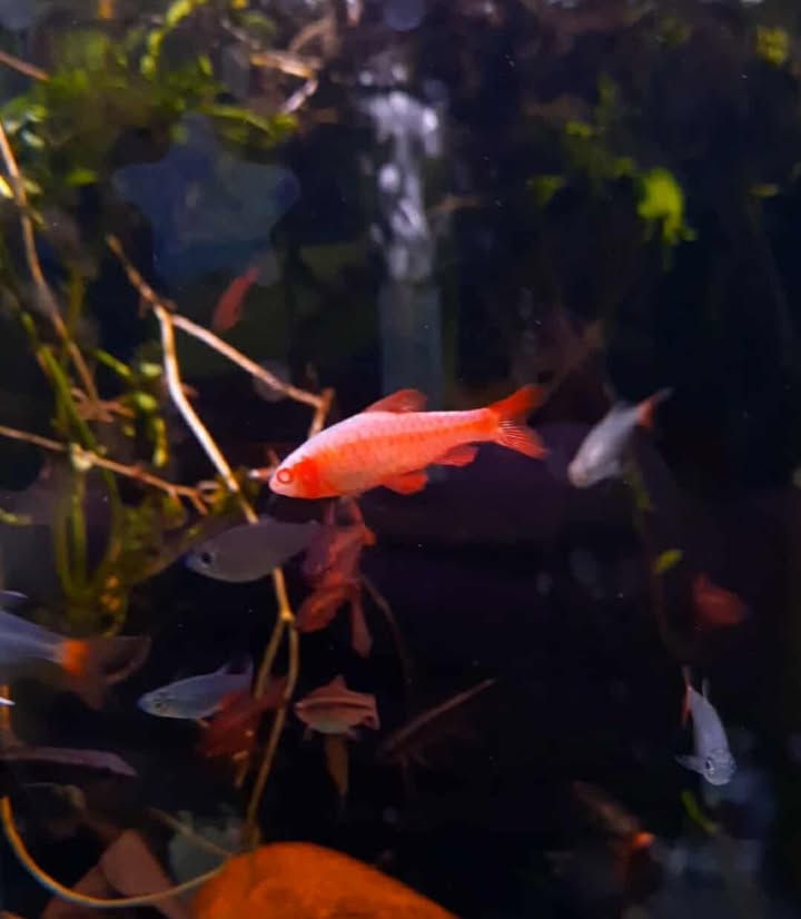 Albino Cherry Barb